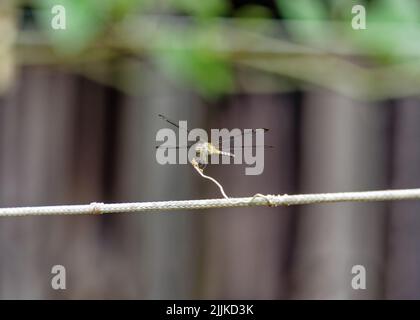 Eine Makroaufnahme einer Libelle, die auf einer Wäscheleine thront Stockfoto