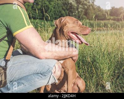 Charmanter, hübscher brauner Welpe und attraktiver Mann. Nahaufnahme, im Freien. Tageslicht. Konzept der Pflege, Bildung, Gehorsamstraining, Erziehung von Haustieren Stockfoto