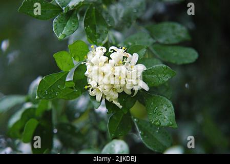 Eine selektive Fokusaufnahme von blühendem Orangenjasmin mit taufrischen Blättern Stockfoto