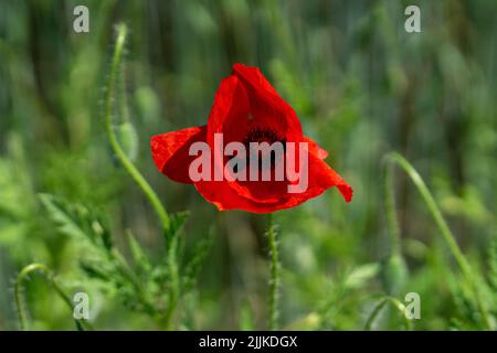 Die Nahaufnahme der roten, wilden Tulpe Stockfoto