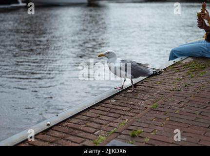 Die neugierige Möwe steht neben einem Kai in der Stadt. Es gibt keine erkennbaren Personen oder Marken in der Aufnahme. Stockfoto