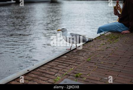 Die neugierige Möwe steht neben einem Kai in der Stadt. Es gibt keine erkennbaren Personen oder Marken in der Aufnahme. Stockfoto