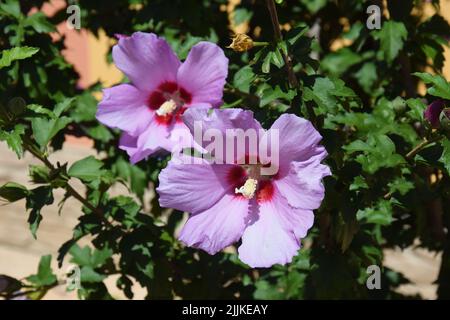 Hibiskus blüht im Sommer. Schöne rosa Blüten Hibiscus syriacus Stockfoto