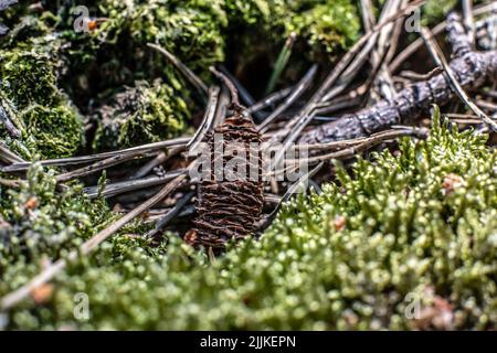 Kegel im Wald, Pinecon auf Moos. Beulen, Moos und Nadeln Nadelholz im Wald, Kiefernzapfen auf dem Boden und Gras. Hochwertige Fotos Stockfoto