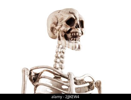 Menschliches Skelett auf weißem Hintergrund isoliert. 3D Modell für Lehrzwecke. Schädel, Wirbel, Schulterblatt, Schlüsselbein. Halloween-Tag, Horror, Anatomie Konzept. Hochwertige Fotos Stockfoto