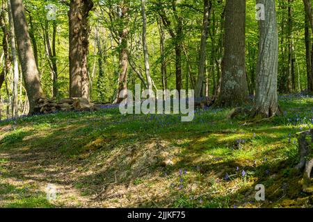 Bluebells in Wäldern in East Sussex Stockfoto