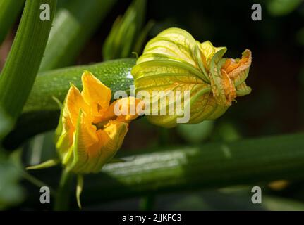 Das Detail der Zucchini-Pflanze - die männliche und die weibliche Blume Stockfoto