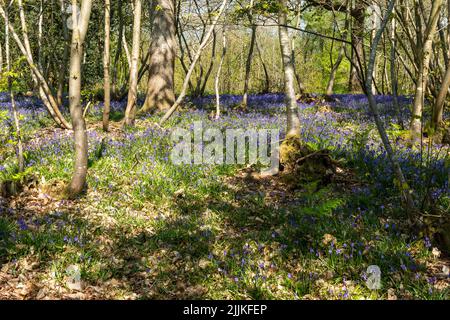 Bluebells in Wäldern in East Sussex, England. Hyacinthoides non-scripta Stockfoto