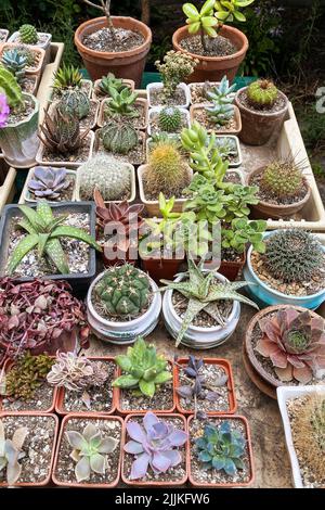 Kakteen und andere Grünpflanzen in kleinen Töpfen im Gartenladen. Cactuses im Laden verkauft. Pflanzen für Haus. Stockfoto