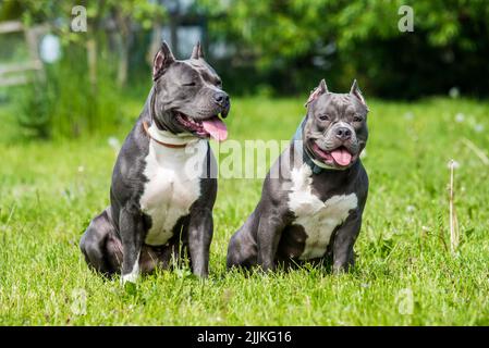 Blaue Haare American Staffordshire Terrier und American Bully Hunde Stockfoto