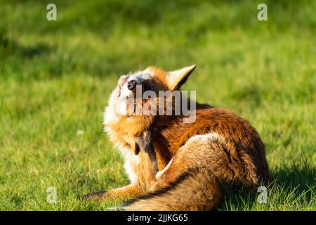 Ein Fuchs, der an einem sonnigen Nachmittag im Vorstadtgarten kratzt. Vulpes vulpes Stockfoto