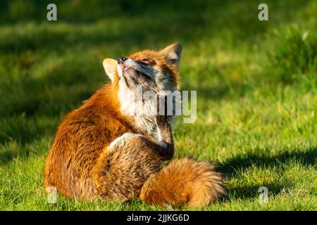 Ein Fuchs, der an einem sonnigen Nachmittag im Vorstadtgarten kratzt. Vulpes vulpes Stockfoto