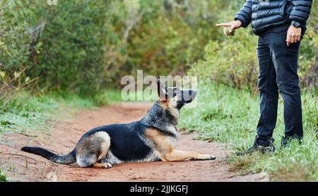 Die Praxis macht einen geduldigen Welpen. Ein entzückender deutscher Schäferhund wird von seinem Besitzer im Park ausgebildet. Stockfoto