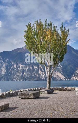 Eine vertikale Aufnahme eines Baumes am Ufer des Gardasees in Norditalien Stockfoto