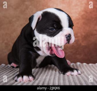 Lustige American Bullies Welpen lächelt auf braunem Hintergrund Stockfoto