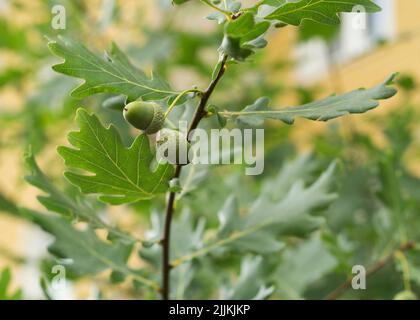 Eichenzweig (Quercus) mit Eicheln Stockfoto