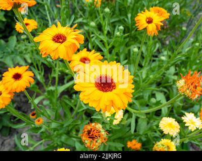 Gelbe Ringelblume Blumen Nahaufnahme im Garten am Sommertag Stockfoto