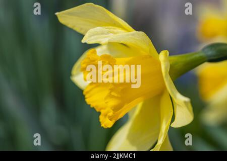 Nahaufnahme einer Jonquil-Blume im Garten Stockfoto