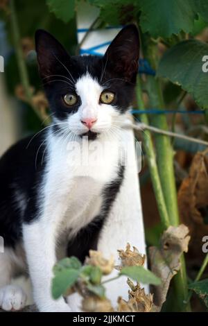 Eine vertikale Aufnahme einer schwarz-weißen Katze, die mit ihren grünen Augen starrt Stockfoto