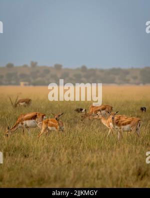 Gruppe oder Herde wilder Schwarzbock oder Antilope cervicapra oder indischer Antilopenfamilie in der natürlichen Graslandlandschaft des Blackbuck velavadar National Park Stockfoto
