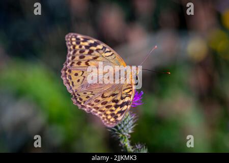 Ein dunkelgrüner Fritillarschmetterling, der auf einer violetten Distelblüte auf einem verschwommenen grünen Hintergrund steht Stockfoto