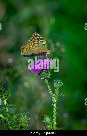 Eine vertikale Aufnahme eines dunkelgrünen Fritillars, der auf einer violetten Distelblume auf einem verschwommenen grünen Hintergrund steht Stockfoto