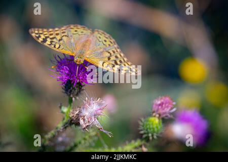 Ein dunkelgrüner Fritillarschmetterling, der auf einer violetten Distelblüte auf einem verschwommenen grünen Hintergrund steht Stockfoto