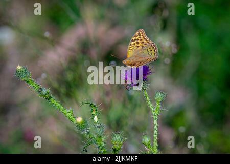 Ein dunkelgrüner Fritillarschmetterling, der auf einer violetten Distelblüte auf einem verschwommenen grünen Hintergrund steht Stockfoto