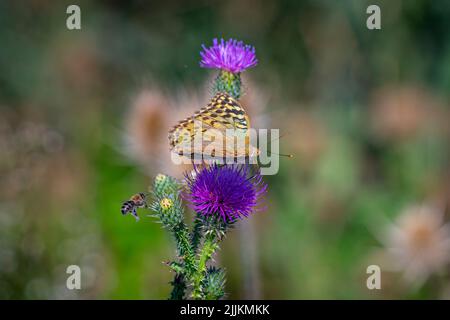 Ein dunkelgrüner Fritillarschmetterling, der auf einer violetten Distelblüte auf einem verschwommenen grünen Hintergrund steht Stockfoto
