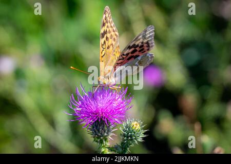 Ein dunkelgrüner Fritillarschmetterling, der auf einer violetten Distelblüte auf einem verschwommenen grünen Hintergrund steht Stockfoto