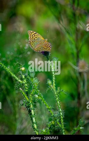 Eine vertikale Aufnahme eines dunkelgrünen Fritillars, der auf einer violetten Distelblume auf einem verschwommenen grünen Hintergrund steht Stockfoto
