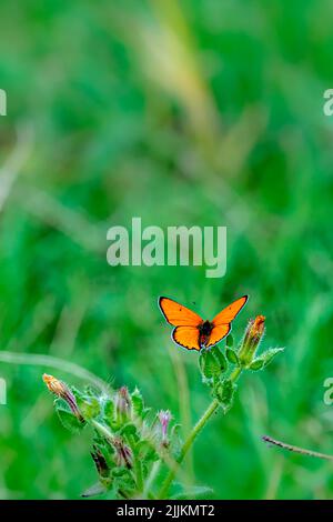 Der seltene Kupferschmetterling, der auf der Blume auf dem Feld sitzt Stockfoto