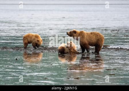 Ein alaskischer Braunbär sät und zwei Jungen, die im Watt der Akumwarvik Bay im McNeil River State Game Sanctuary and Refuge klettern. Stockfoto