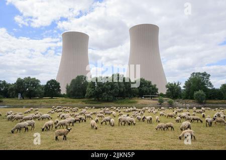 27. Juli 2022, Niedersachsen, Emmerthal: Schafe weiden auf einer Wiese an der Weser vor dem stillgelegten Kernkraftwerk Grohnde. Der Verein TÜV glaubt, dass es möglich ist, dass die drei Atomkraftwerke, die Ende letzten Jahres stillgelegt wurden, schnell wieder in Betrieb genommen werden. Nach 36 Jahren wurde das Kernkraftwerk im Weserbergland bei Hamelin am 31. Dezember 2021 vom Netz genommen. Das niedersächsische Umweltministerium geht derweil davon aus, dass die Genehmigung für den Rückbau des Kernkraftwerks Grohnde bis Ende 2022 erteilt wird. Foto: Jul Stockfoto