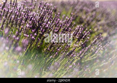 Eine Nahaufnahme der auf dem Feld wachsenden Lavendel. Stockfoto