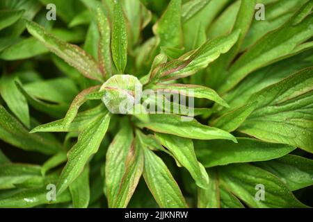 Frische, ungeöffnete Pfingstrose in einem Frühlingsgarten. Nahaufnahme der Pfingstrose mit Regentropfen Stockfoto