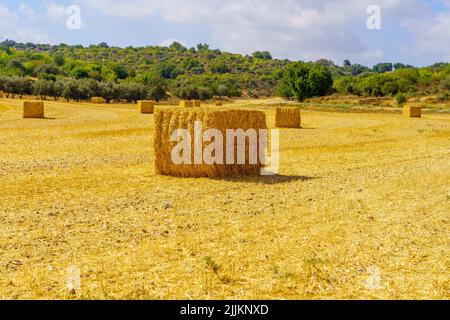 Blick auf Heuhaufen in einem Feld, in der Shephelah-Region, in der Nähe von Bet Guvrin, Süd-Zentral-Israel Stockfoto