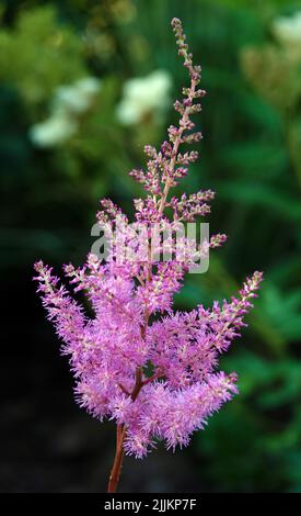Blüten Astilba sinensis oder False Spiraea ist eine krautige Pflanze Stockfoto