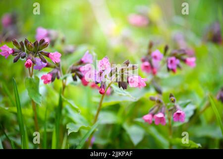 Pulmonaria blüht auf der Wiese. Floraler Hintergrund Stockfoto