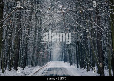 Im Winter schneebedeckte Straße im Dorf Rogow in der Woiwodschaft Lodzkie in Polen Stockfoto