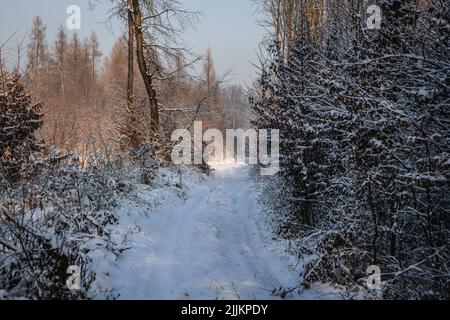 Schnee im Wald im Dorf Rogow in der Woiwodschaft Lodzkie in Polen Stockfoto