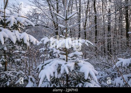 Schnee im Wald im Dorf Rogow in der Woiwodschaft Lodzkie in Polen Stockfoto