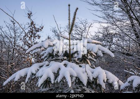 Schnee im Wald im Dorf Rogow in der Woiwodschaft Lodzkie in Polen Stockfoto