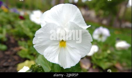 Blumen Violet Field oder Wild Pansy (Herzsease) Nahaufnahme schön und zart Stockfoto
