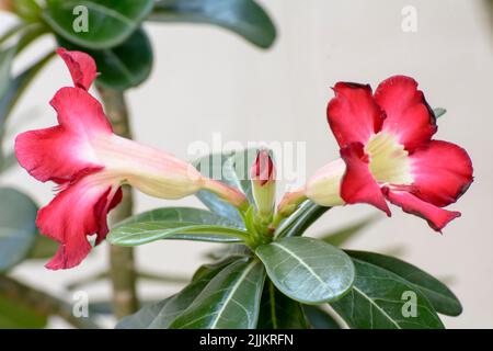 Die Wüstenrose blüht in einem Garten Stockfoto