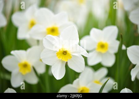 Narzissenblume, Narzissen. Frühlingsblumen im Garten Stockfoto