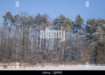Im Winter frostbedeckte Bäume im Dorf Rogow in der Woiwodschaft Lodzkie in Polen Stockfoto