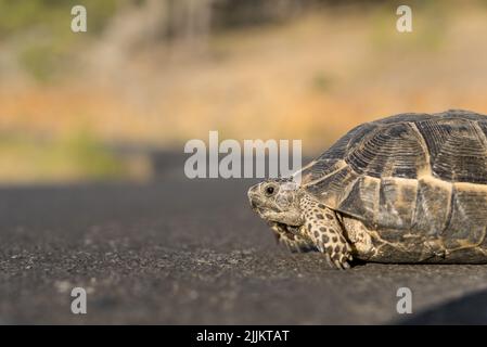 An einem sonnigen Tag überquert eine kleine Landschildkröte die Straße. Stockfoto