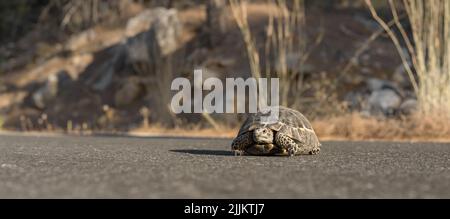 An einem sonnigen Tag überquert eine kleine Landschildkröte die Straße. Stockfoto