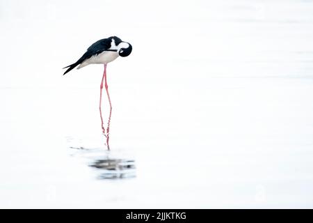 Schwarzhalsstelze (Himantopus mexicanus), die sich im Wasser, im Fluss Tarcoles, Costa rica, spiegeln. Stockfoto